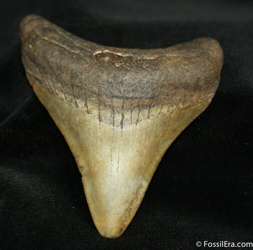 Inch Megalodon Tooth From Georgia #699